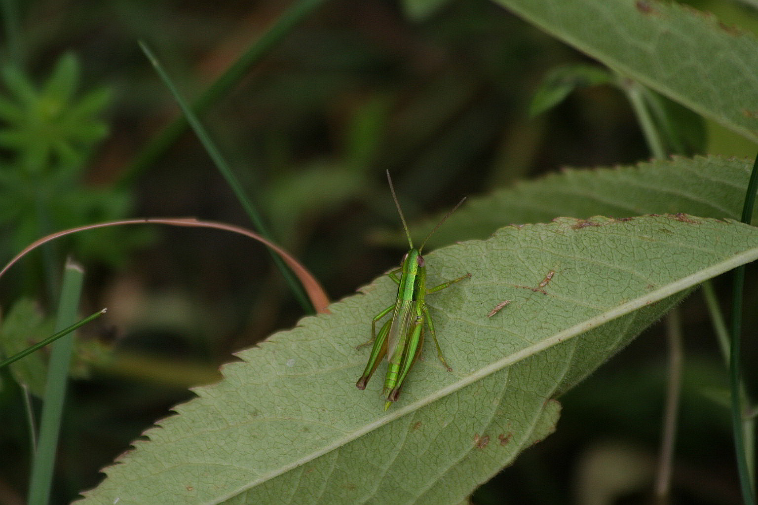 cavalletta metallizzata, richiesta ID